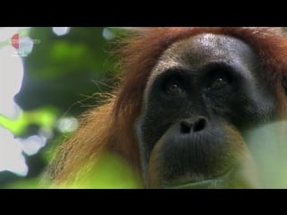 Дэвид аттенборо загадки природы 3 й сезон 2 я серия удивительный ум / david attenborough's natural curiosities (2014)