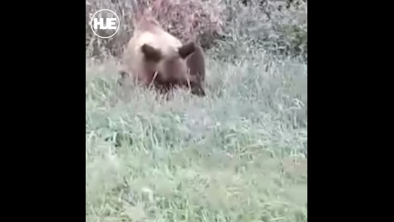 В оренбургской области медведица прогулялась по посёлку