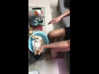 Dad shows his son how to bathe a baby using a cat as demo