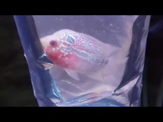 New baby flowerhorn and what i feed him