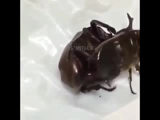Жесткое порно зажучил своим большим членом ))