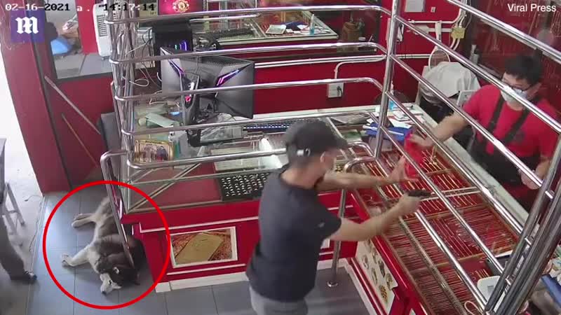 Сторожевой пёс