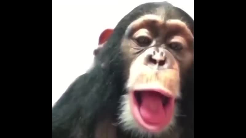 Парень ебет обезьяну, смотреть порно ролик бесплатно