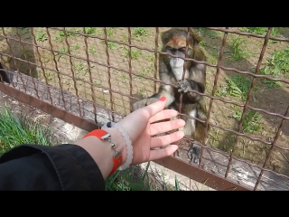 Cute monkeys liked lokai )))