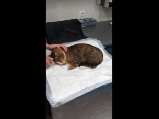 Тимоша на осмотре часть 2