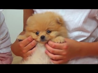 15 we bought a dog! the first meeting with our puppy spitz 2 months old (1)