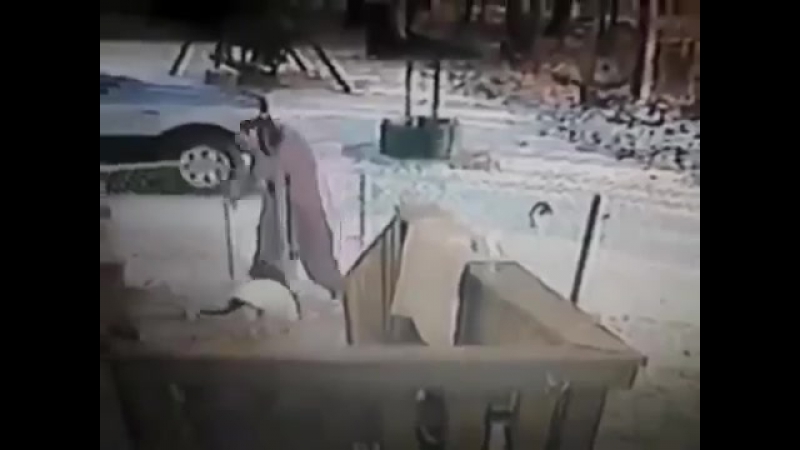 Никто не смеет обижать кота никто