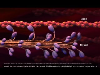 Muscle contraction process molecular mechanism 3d animation