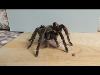 Theraphosa stirmi goliath tarantula preparing to feed and walking with a pinkie mouse dinner