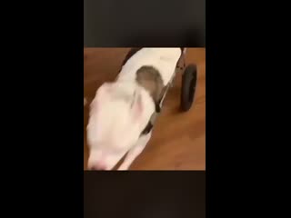 Good girl goes from confused to ecstatic upon discovering what a dog wheelchair can do for her