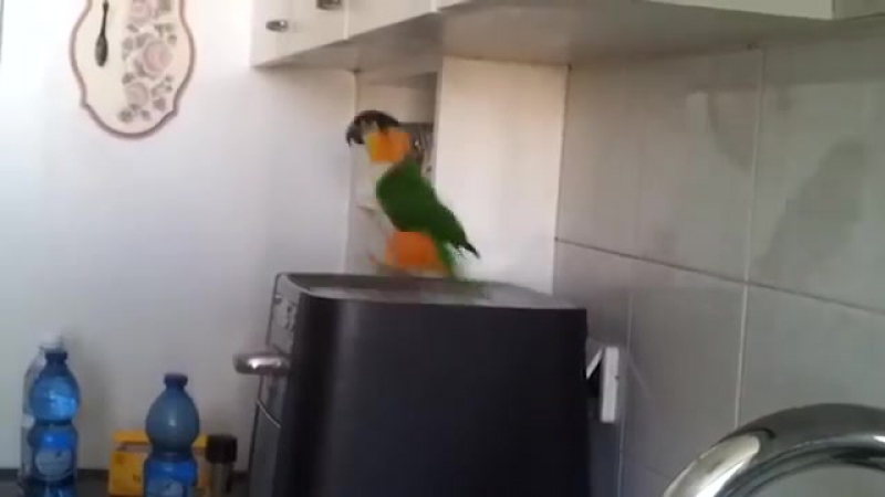Parrot porn video – Irish parrot