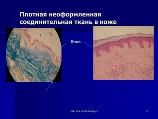 3 собственно соединительные ткани пвст, со