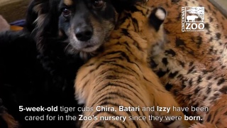 Australian shepherd filling in as parent to one month old tiger cubs cincinnati porn