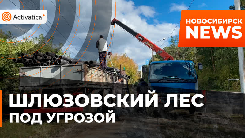 Остановили porn video – Активисты остановили работы в шлюзовском лесу новосибирска