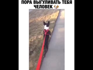 Пора выгуливать тебя человек 👱