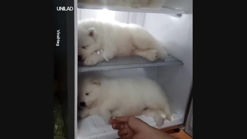 Инкубатор медведей