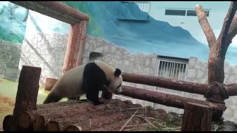 Панда в московском зоопарке тренирует «лунную походку»