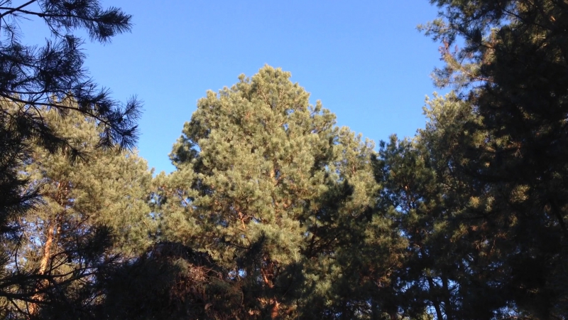 Из жизни в долине живой лес долина рамайдан, январь 2017