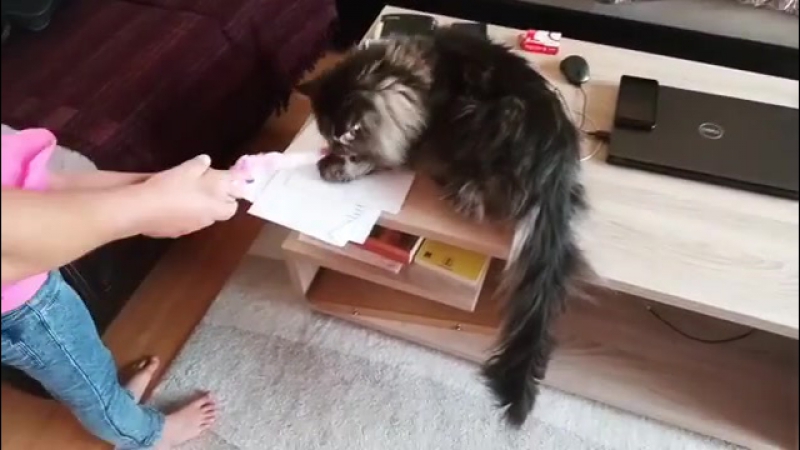 Маша просит завести котика, а я пока отказываю ✅ #воловичева