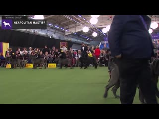 Мастино неаполитано neapolitan mastiffs breed judging 2020