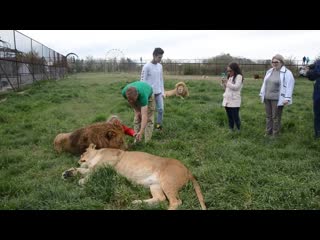 Утреннее сафари со львами ! чоли, малыш и алекс !