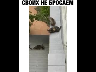 С замиранием смотрел