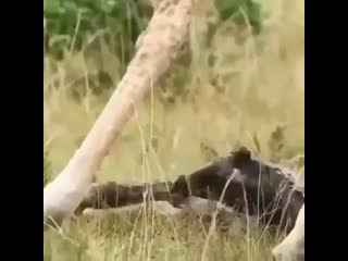 Fancy your first few seconds of life being a 1 5 metre drop to the ground 😂 giraffes always give birth while standing up so it’