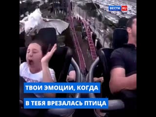 Неожиданная встреча с птицей