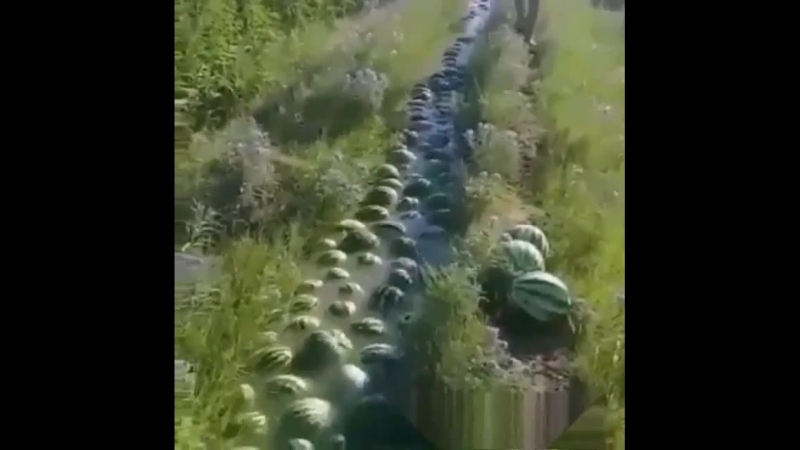 Арбузы плывут домой