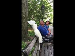 Cockatoo barks like a dog viralhog