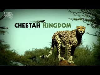 Царство гепардов / cheetah kingdom серия 1