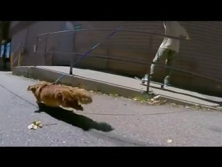 Dachshund skate session