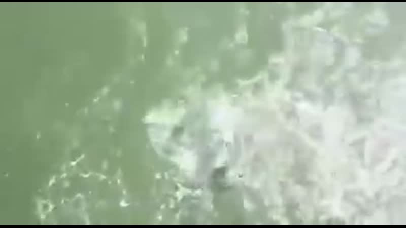 Косатки после выхода из «китовой тюрьмы» mp4