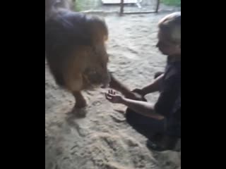 Заглянули в вольер к деткам lion circus animalplanet thelionking king pr ( 937 x 750 ) mp4