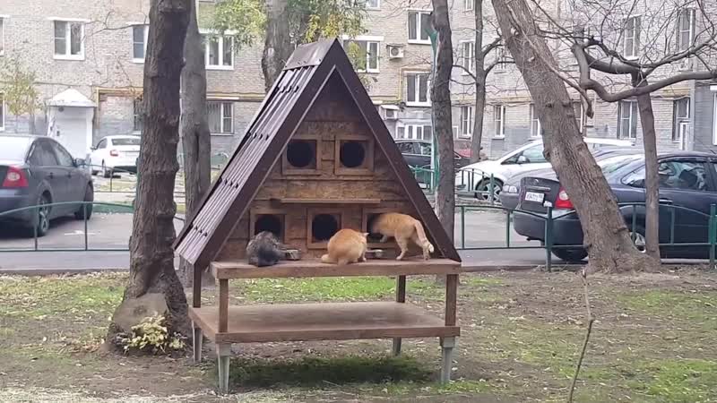 «кошкин дом» в районе динамо