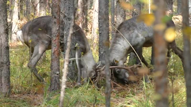 Молодые самцы северных оленей во время турнирной схватки