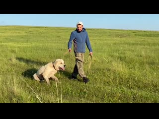 Выпускник питомника тимерташ юлбарс доблестный воин (красноярск) сын линды и илюши (тимерташ само совершенство + тимерташ илья