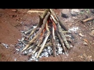Making poisonous black bean safe to eat (moreton bay chestnut)