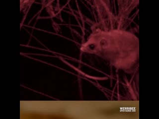 Even mountain pygmy possums need a little convincing to jump on the scales!