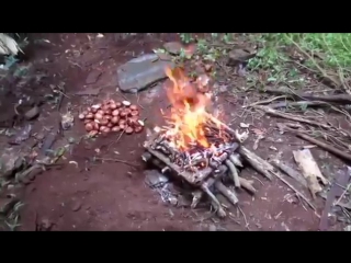 Making poisonous black bean safe to eat (moreton bay chestnut)