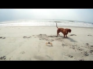 Смешная такса и наглый краб