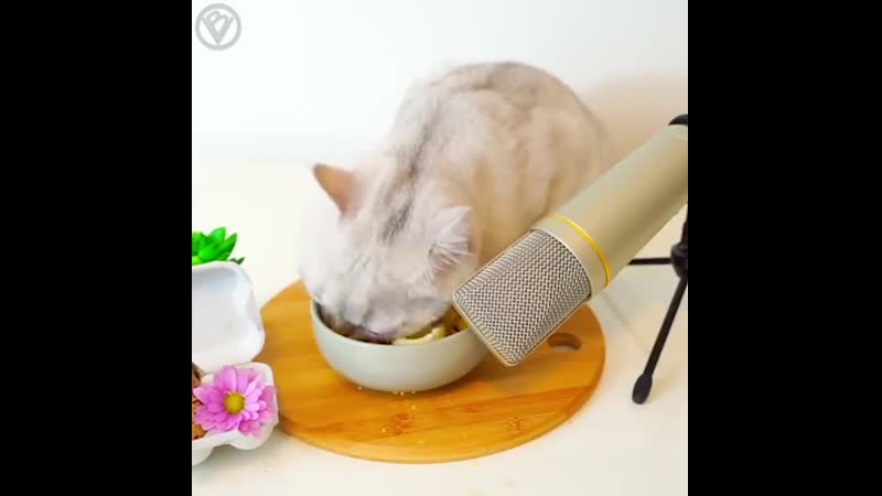 Asmr от котиков