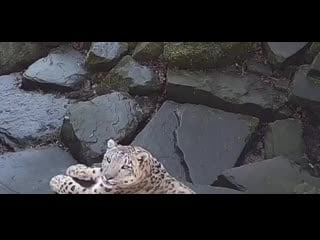 Snow leopard startled by the camera might be the cutest thing you see today