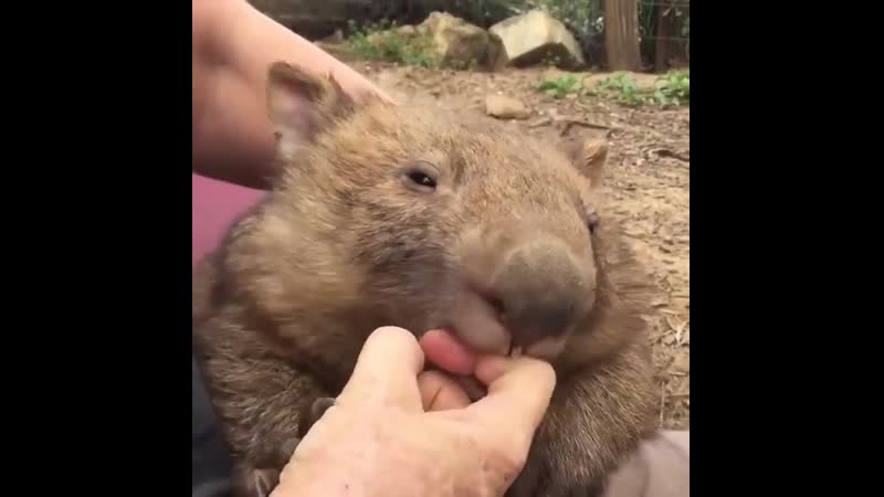 Милашка вомбат