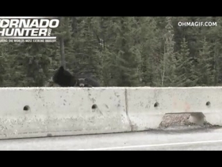 Mama bear rescuing cub from highway