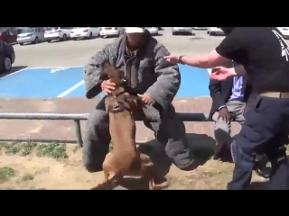 Искусство служебной дрессирои