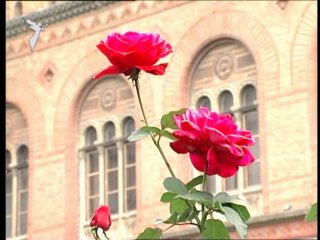 Зодчество чернівецький національний університет імені юрія федьковича