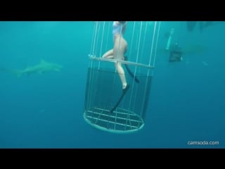 Shark porn cam girl bitten off florida coast