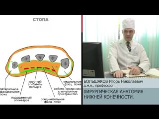 Хирургическая анатомия нижней конечности