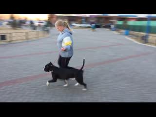 Ghw gnezdich champion ( бес ) 30 07 2015г г анапа ( ghw malichka meri boldbuster orsson skiglous ) #аст#стафф#амстафф#аме